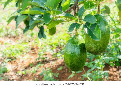 98期开奖大全完整版：最新中奖号码与开奖详情汇总