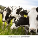 NBA视频直播:热血赛场,实时见证篮球巅峰对决 4jv3pfq