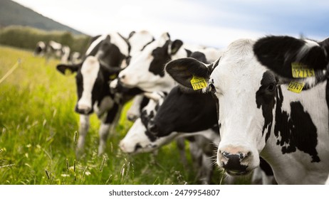 NBA视频直播:热血赛场,实时见证篮球巅峰对决 NBA视频直播:热血赛场,实时见证篮球巅峰对决