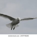 NBA视频直播网:高清赛事全程免费在线观看 gbg7mgdqc