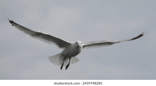 NBA视频直播网:高清赛事全程免费在线观看 NBA视频直播网:高清赛事全程免费在线观看